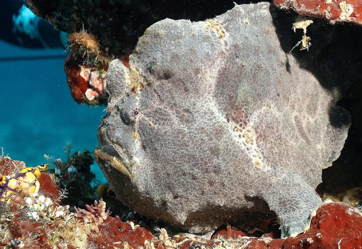 Sipadan_2015_Poisson grenouille_Antennaire geant_Antennarius commerson_IMG_2703_rc.jpg